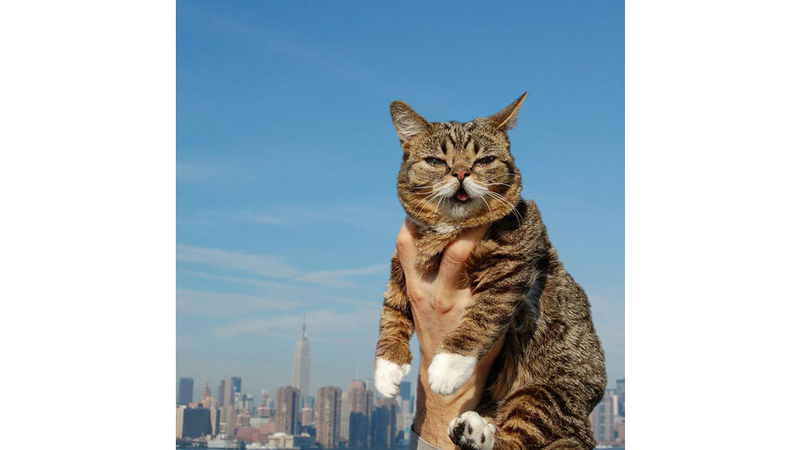 Illustration for article titled A Year in Lil Bub or Why We Love This Cat's Tiny Weird Face
